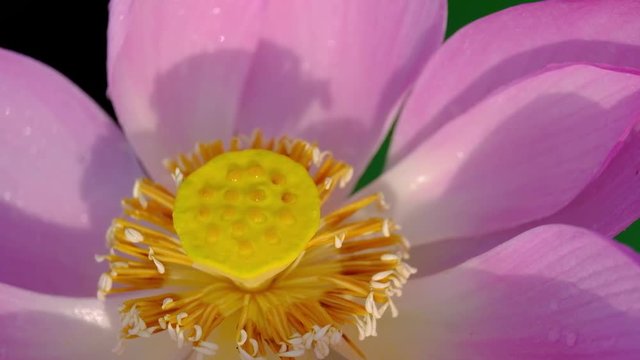 Pink lotus flower. Royalty high quality stock image of a beautiful pink lotus flower with dew drops. The background is the pink lotus flowers and yellow lotus bud in pond. Peace scene in a countryside