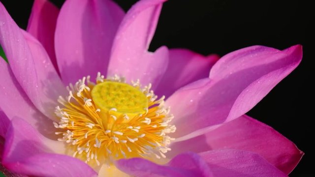 Pink lotus flower. Royalty high quality stock image of a beautiful pink lotus flower with dew drops. The background is the pink lotus flowers and yellow lotus bud in pond. Peace scene in a countryside