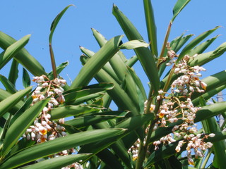 Obraz premium moon peach