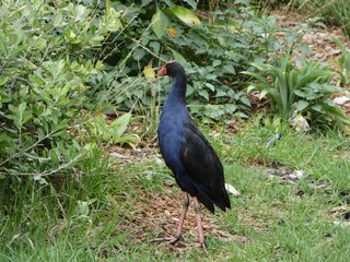 Obraz premium Pukeko New Zealand Bird in the bush