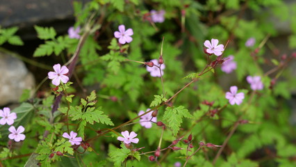 Géranium sauvage dans les bois, Pyrénées 