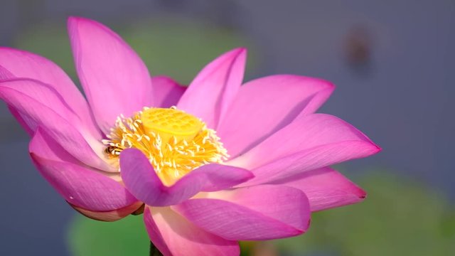 Lotus flower. Royalty high-quality free stock video footage of a beautiful fresh pink lotus flower. The background is the pink lotus flowers and yellow lotus bud in a pond