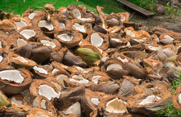 A bunch of ripe coconuts 