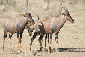 Three topi antelope that stand in the dry African savanna