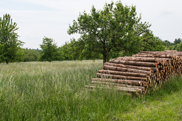 Wiesen, Obstbäume, Holzstapel - Landidyll