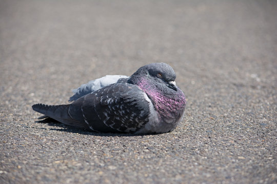 98 件の最適な 土鳩 画像 ストック写真 ベクター Adobe Stock 98 件の最適な 土鳩 画像 ストック写真 ベクター Adobe Stock