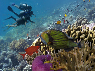 Naklejka na ściany i meble Three divers on the reef