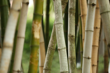Fototapeta na wymiar green bamboo plants
