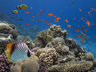 Fototapeta premium Corals reef and tropical fish