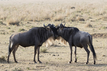 Obraz na płótnie Canvas Two young male White bearded Wildebeest that stand muzzle to face in the African savannah