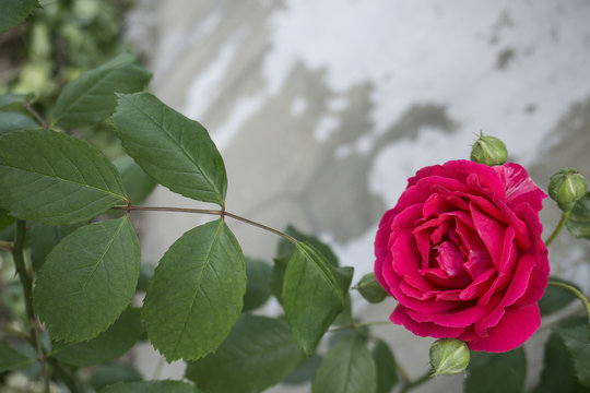 Roes-Flower bilder – Bläddra bland 209 stockfoton, vektorer och videor ...