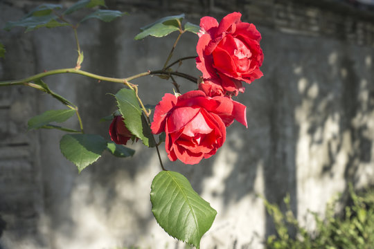 Roes-Flower bilder – Bläddra bland 209 stockfoton, vektorer och videor ...