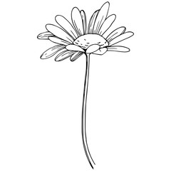 Daisy in a vector style isolated. Full name of the plant: Daisy. Vector flower for background, texture, wrapper pattern, frame or border.
