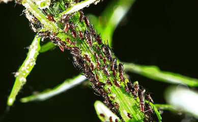 Aphids, close-up