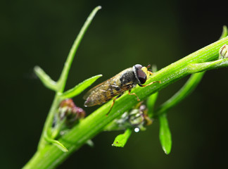 Feed aphid fly, in the wild