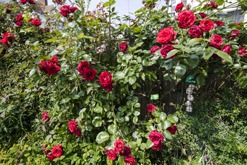 Fototapeta na wymiar Close-ups of beautiful garden roses