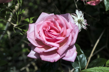 Close-ups of beautiful garden roses
