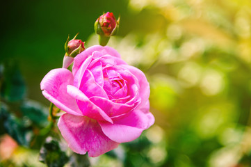 Beautiful single pink rose in garden