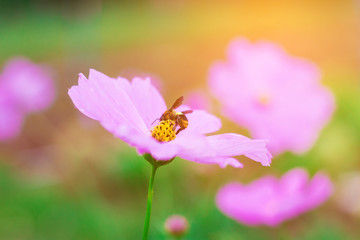 pink cosmos flower and bee in garden