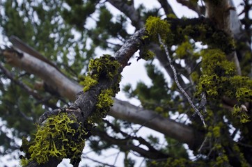 The moss on the branches of the trees in yellowstone park. 