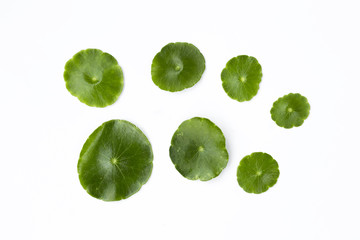 Obraz premium Fresh green leaf isolate on white background, round shape little green leaf