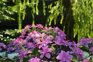 Obraz premium 紫陽花