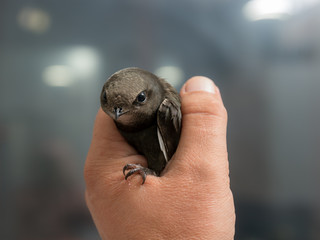 swift in the hand