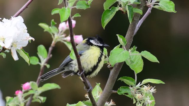 Great tit sit in the apple tree with blossom, spring, (parus major)
