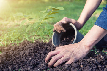 The young man is planting tree to preserve environment