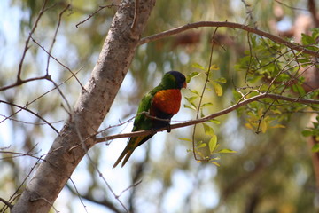 Rainbow Lorikeet sitting on a tree in australia