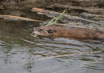 A Beaver Swimming in a Stream with plants in its mouth.