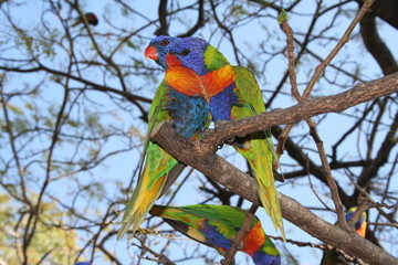 Couple of Rainbow Lorikeets sitting on a tree in australia