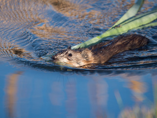 A North American Beaver Swimming in Blue Water with Reeds in its Mouth