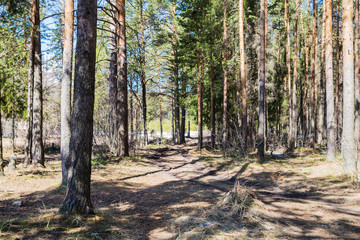 Bright sunny pine forest in the snow