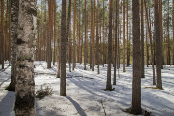 Bright sunny pine forest in the snow