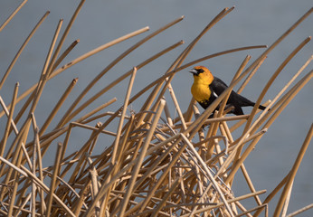 Yellow-Headed Blackbird in Reeds Facing Left