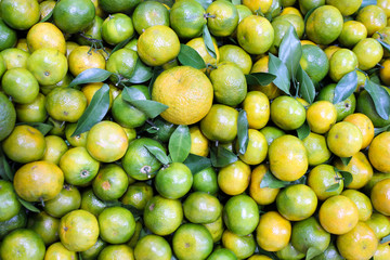 Ripe lemons southern citrus closeup. Photography Wallpaper