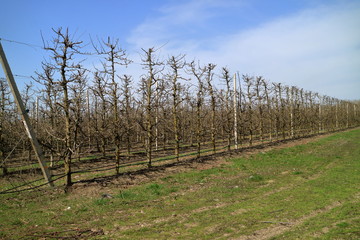 Obraz premium Apple garden in the spring.