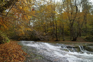 Image of a river in an autumn forest.