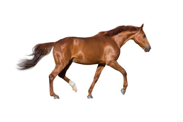 Fototapeta na wymiar Red horse run gallop isolated on white