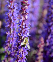Closeup on a flowerbed with a salvia nemorosa variant called Ostfriesland, a bee is busy in the many flowers.