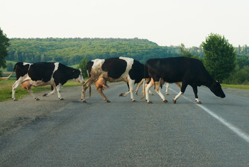 Cow on road