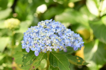 紫陽花