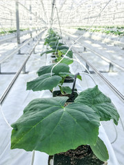 cucumber plants in cubes grow in large industrial greenhouse leaves shoots drip irrigation protected soil