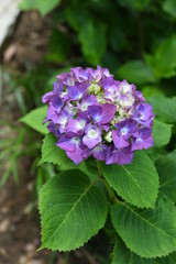 紫陽花