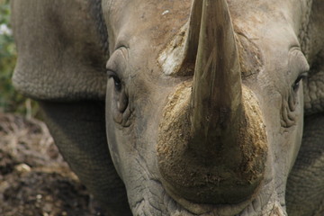 Fototapeta premium Rinoceronte de frente