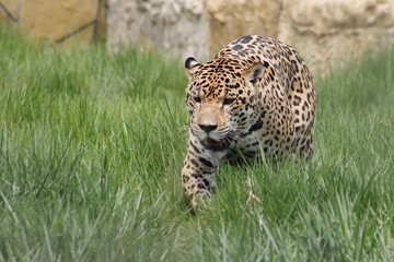 Leopardo salvaje