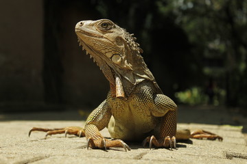 Iguana elegante