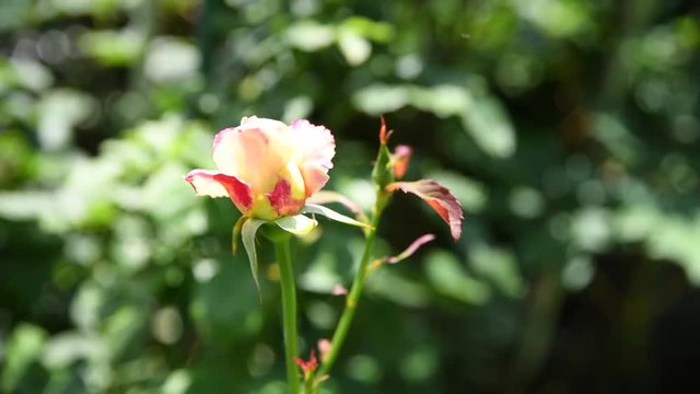 新緑、初夏、雨上がりのバラの蕾、蜘蛛の糸キラリ。4k動画