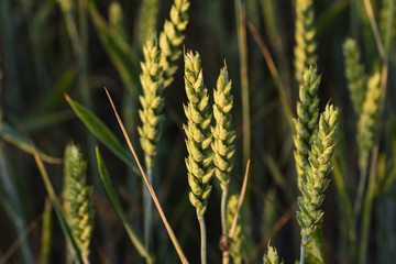 Weizenähren in der Abendsonne